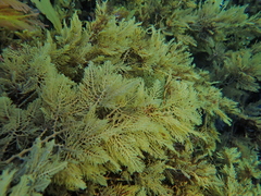 Cystophora pectinata