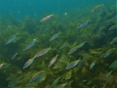 Caesioscorpis theagenes