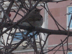 Turdus atrogularis