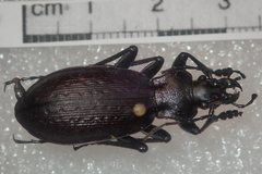 Carabus boysi