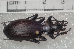 Carabus boysi