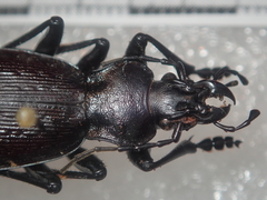 Carabus boysi