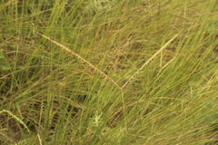 Diheteropogon amplectens