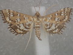 Sameodes iolealis