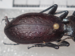 Carabus boysi