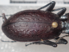 Carabus boysi