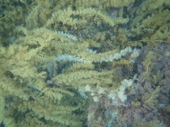 Cystophora subfarcinata