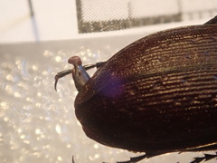 Carabus boysi