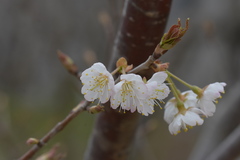 Prunus pseudocerasus