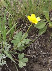 Ranunculus polyrhizos