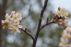 Prunus pseudocerasus