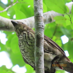 Scenopoeetes dentirostris