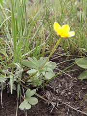 Ranunculus polyrhizos