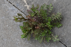 Rorippa cantoniensis