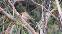 Phylloscopus collybita