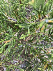 Microcachrys tetragona