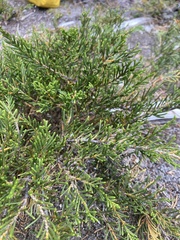 Microcachrys tetragona