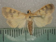 Rehimena auritincta