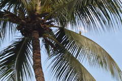 Pitangus sulphuratus