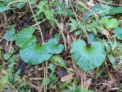 Nervilia concolor