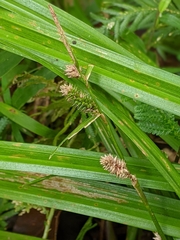 Carex alliiformis