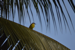 Pitangus sulphuratus