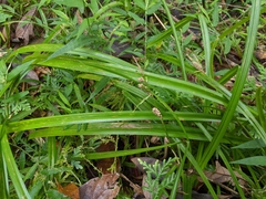 Carex alliiformis