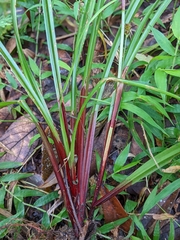 Carex alliiformis