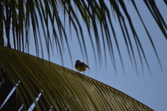 Pitangus sulphuratus