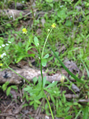 Ranunculus abortivus