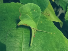 Typophyllum mortuifolium