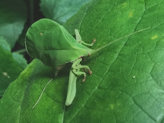 Typophyllum mortuifolium