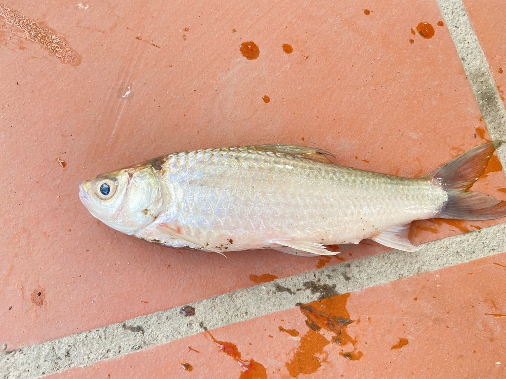 Henicorhynchus