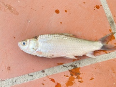 Henicorhynchus siamensis