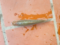 Henicorhynchus siamensis
