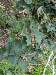 Mallotus paniculatus formosanus