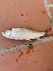 Henicorhynchus siamensis