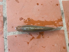 Henicorhynchus siamensis
