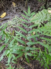 Pteris wulaiensis