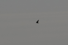 Stercorarius longicaudus