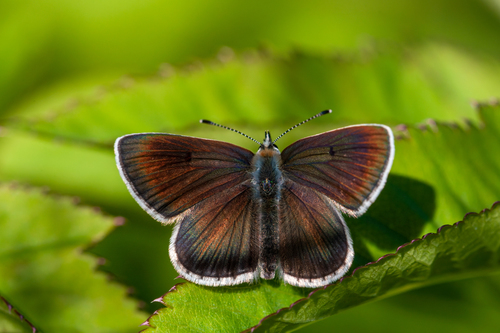 Northern Brown Argus