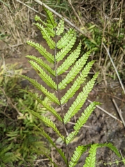Pteris wulaiensis