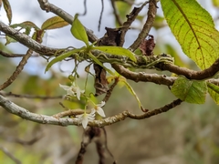 Thrixspermum saruwatarii