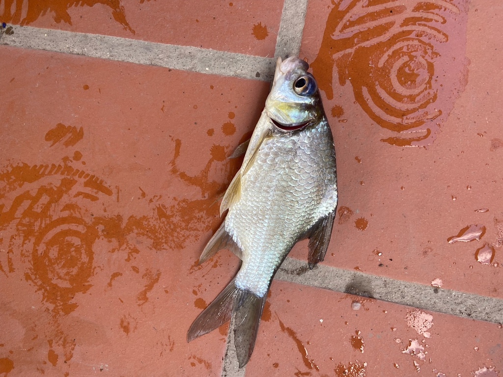 Smith's Barb