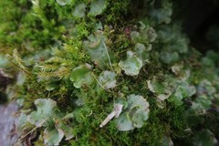 Lunularia cruciata