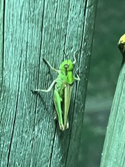 Aiolopus thalassinus