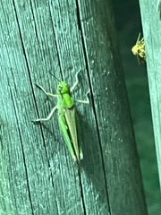 Aiolopus thalassinus