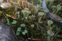 Cladonia