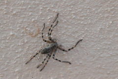 Eusparassus