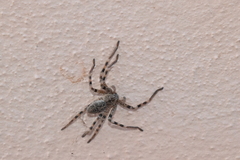Eusparassus